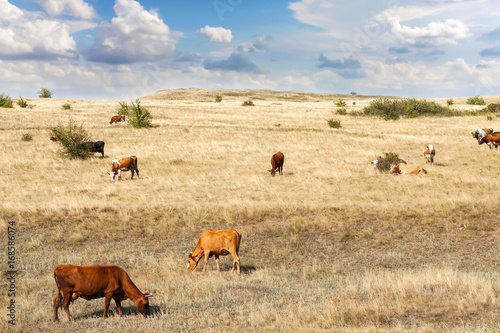 Clean livestock. Cows of different breeds are grazing on the field with yellow dry grass under a blue sky with clouds © marketlan