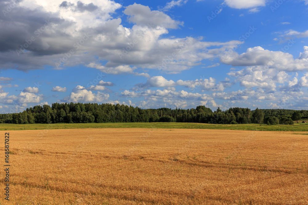 Rural landscape with wheat field on sunset Rural landscape with wheat field on sunset
