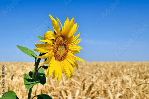 Lone sunflower on the background of the wheat field