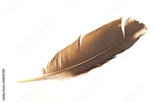 Feather isolated on white background