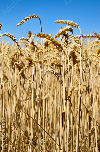 Spikes of wheat on the background of the blue sky