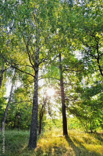 Fototapeta Naklejka Na Ścianę i Meble -  Morning sun rays in summer in the forest