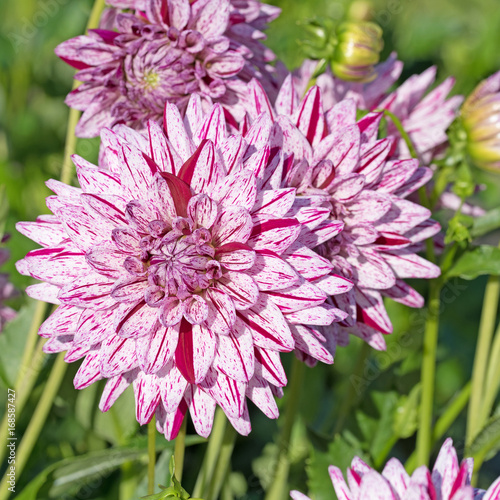 Fototapeta Naklejka Na Ścianę i Meble -  Dahlien, Dahlias