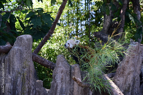 Panda minore (Ailurus fulgens)