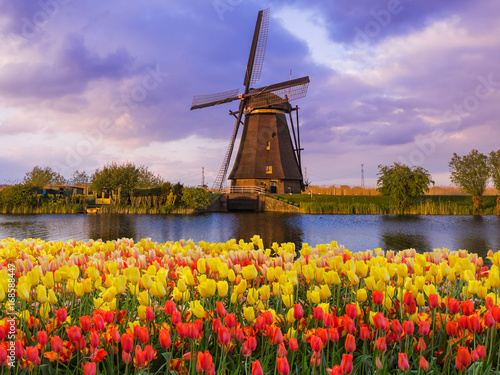Windmills and flowers in Netherlands