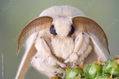 Fototapeta Naklejka Na Ścianę i Meble -  Silk moth portrait. White fur and large antennas.