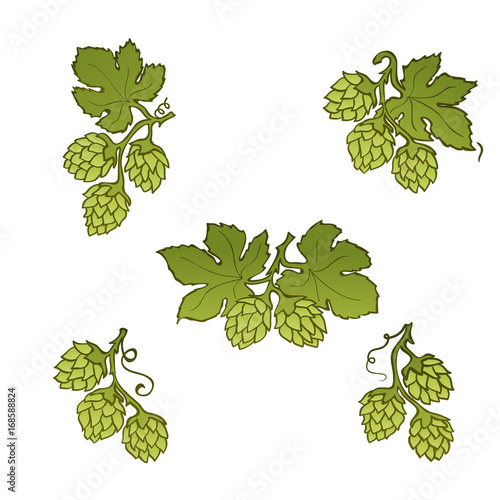 Hops cone hand drawn icon set