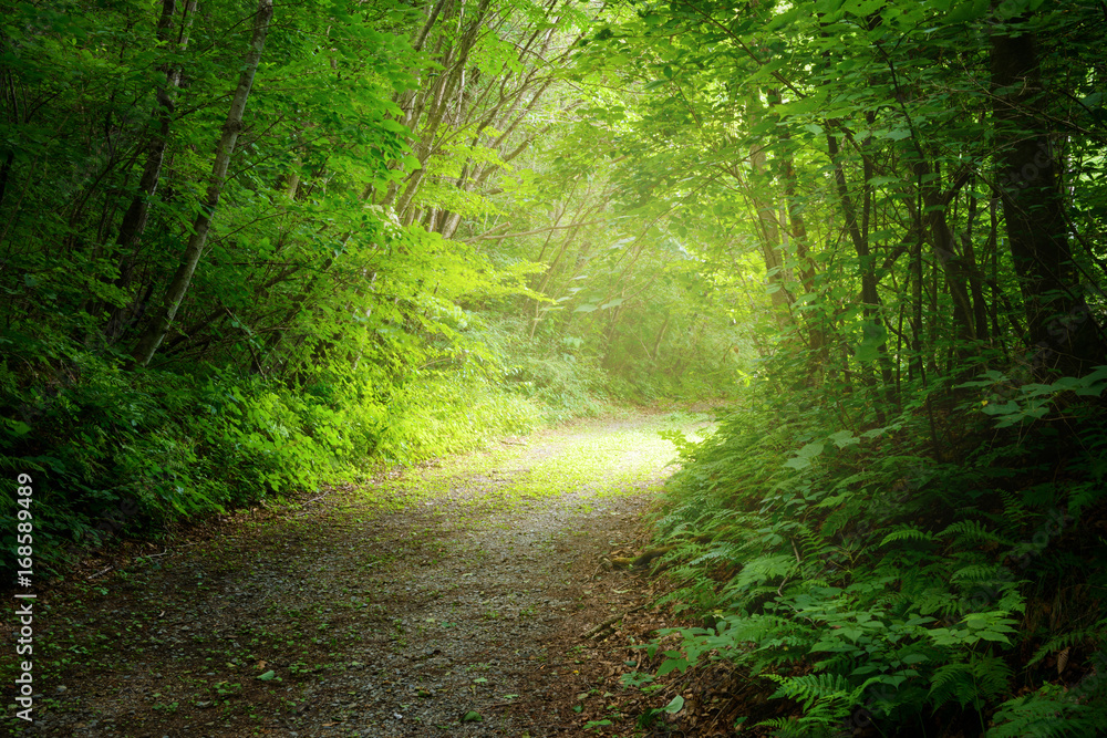 Obraz premium 森の中のハイキングコース