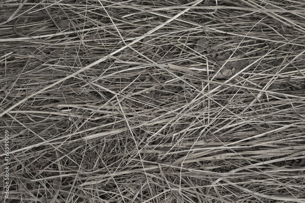 Dry straw. Background or Texture Dry straw. Background or Texture