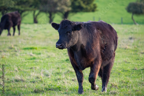 Black Angus Beef Cow