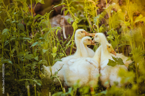 Five young goose together sit in the grass photo