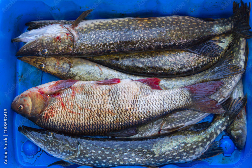 Fototapeta premium The fish is caught. Camping, Hobbies, fishing.