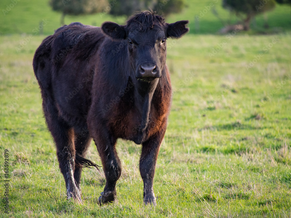 Black Angue Beef Cow Black Angue Beef Cow