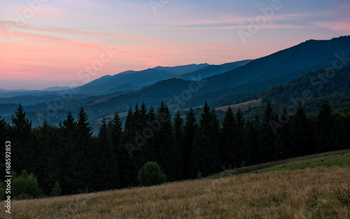 spruce forest in mountain at dawn