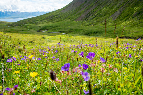 beautiful mountain range and landscape near Dalvik in Iceland photo