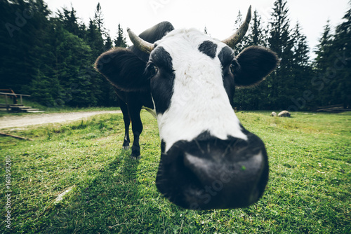 close up photo of cow with bell