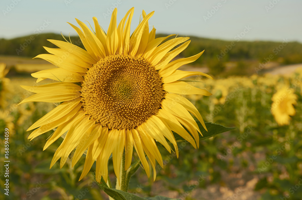Beautiful rural landscape of sunflower field in sunny summer day. Beautiful rural landscape of sunflower field in sunny summer day.