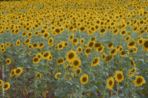 Beautiful rural landscape of sunflower field in sunny summer day.