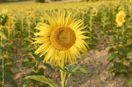 Beautiful rural landscape of sunflower field in sunny summer day.