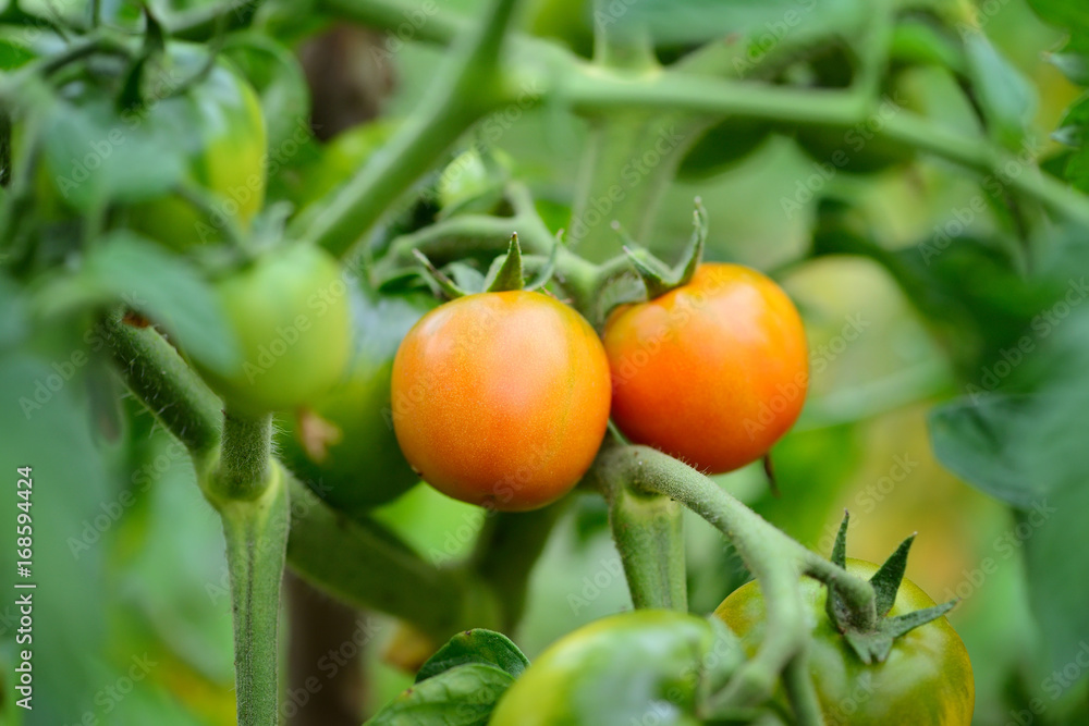 Red tomatoes ripen on the branch over blurry background