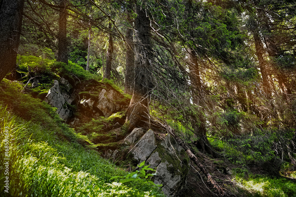 Forest landscape with sunbeams, mossy trees and stones Forest landscape with sunbeams, mossy trees and stones