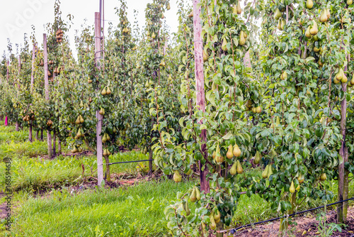 Ripening Conference pears in a modern Dutch orchard