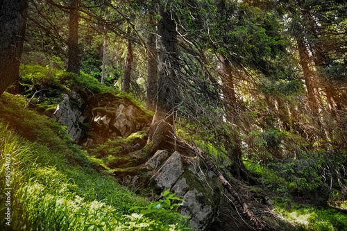 Forest landscape with sunbeams, mossy trees and stones