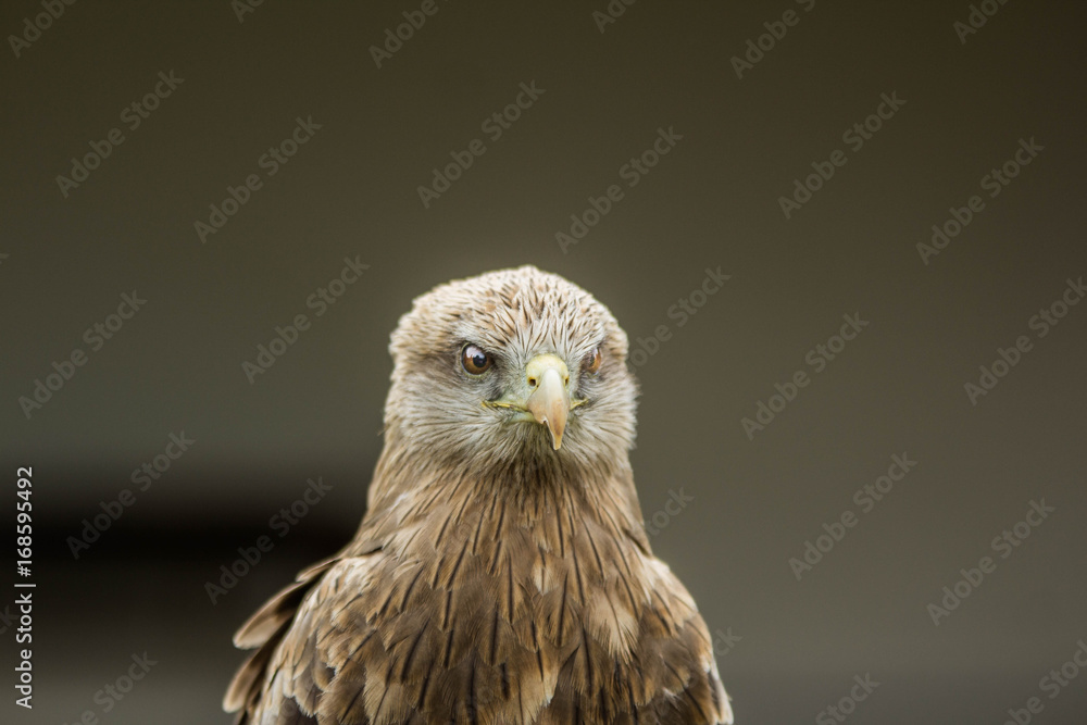 Obraz premium Portrait of a hawk