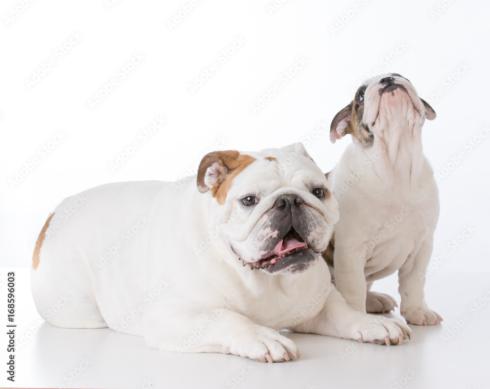 adult and puppy bulldog