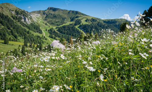 Landscape from Obereggen  Nova Ponente  Bolzano - South Tyrol - Trentino Alto Adige