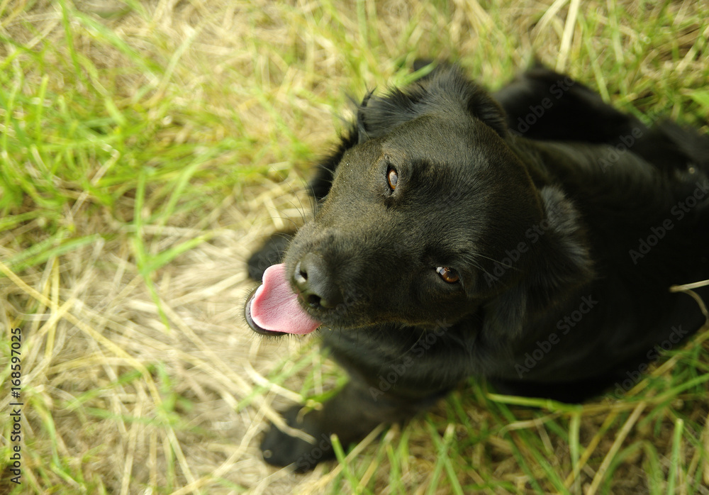 Black sitting dog looking upwards into the camera with its tongue out, captured in a very shallow depth of field Black sitting dog looking upwards into the camera with its tongue out, captured in a very shallow depth of field