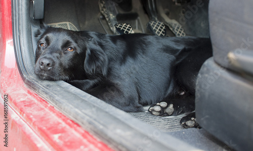 Black dog resting on a car floor with sad look in his eyes. Low depth of field photo