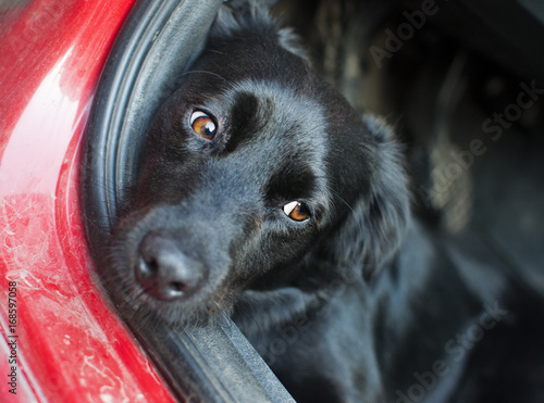 Black dog resting on a car floor with sad look in his eyes. Low depth of field photo