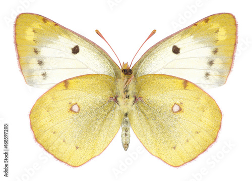 Butterfly Colias hyale (female) (underside) on a white background © als