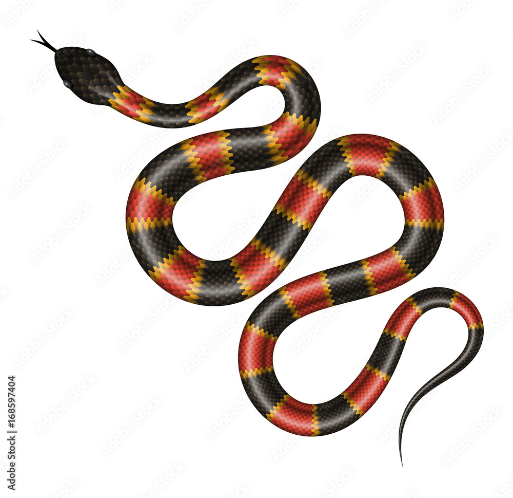 Fototapeta premium Ilustracja wektorowa tropikalnego węża.