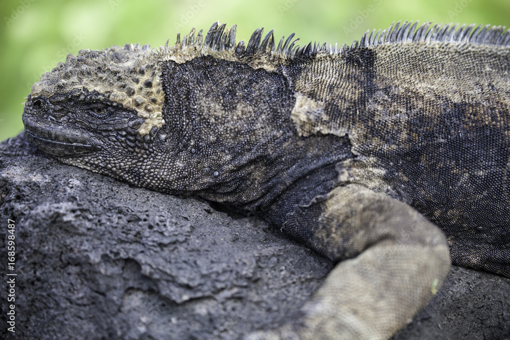 Marine Iguana lying on rock, Galapagos Marine Iguana lying on rock, Galapagos