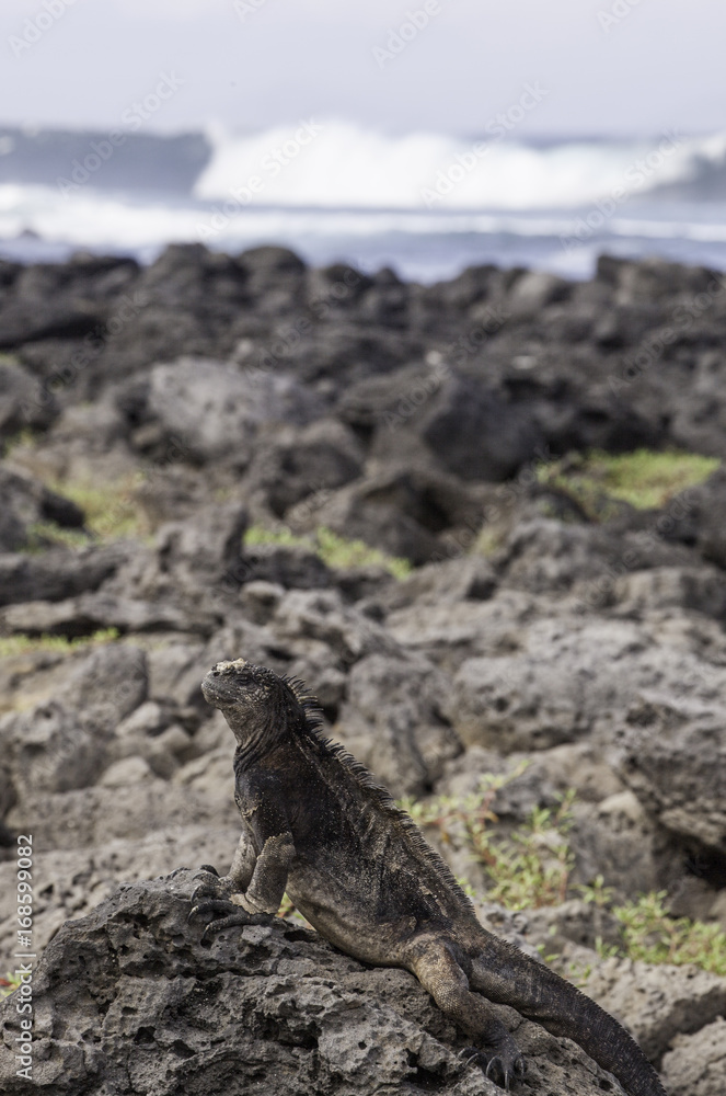 Galapagos Marine Iguana sitting on rock at San Cristobal coast, Galapagos Islands Galapagos Marine Iguana sitting on rock at San Cristobal coast, Galapagos Islands