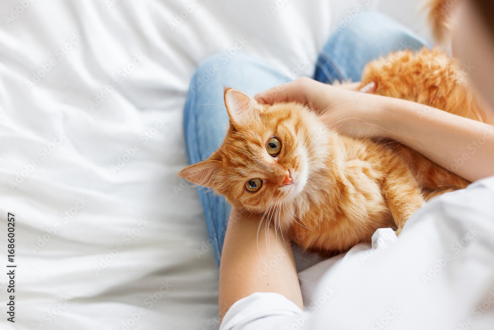 Naklejka premium Ładny kot imbir leży na rękach kobiety. Puszysty zwierzak wygodnie osiedlił się do snu lub do zabawy. Ładny przytulny tło z miejscem na tekst. Przed snem w domu.