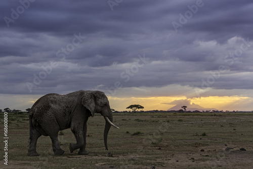 Sunset Elephant © Seymour