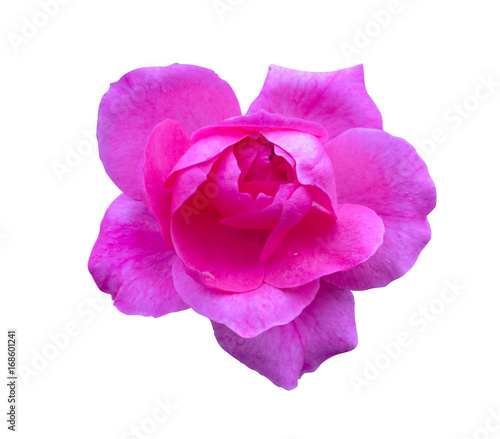 Pink rose isolated. Beautiful flower on white background
