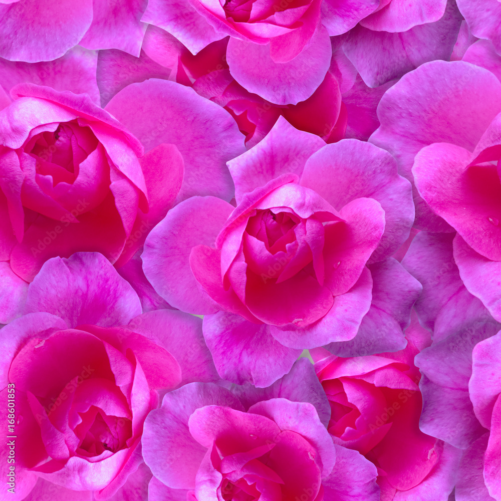 Pink rose pattern. Beautiful flower background seamless Pink rose pattern. Beautiful flower background seamless