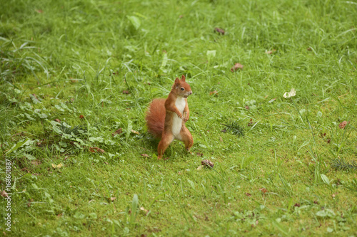 Eichhörnchen sucht Nüsse. Da ist die Haselnuss!
