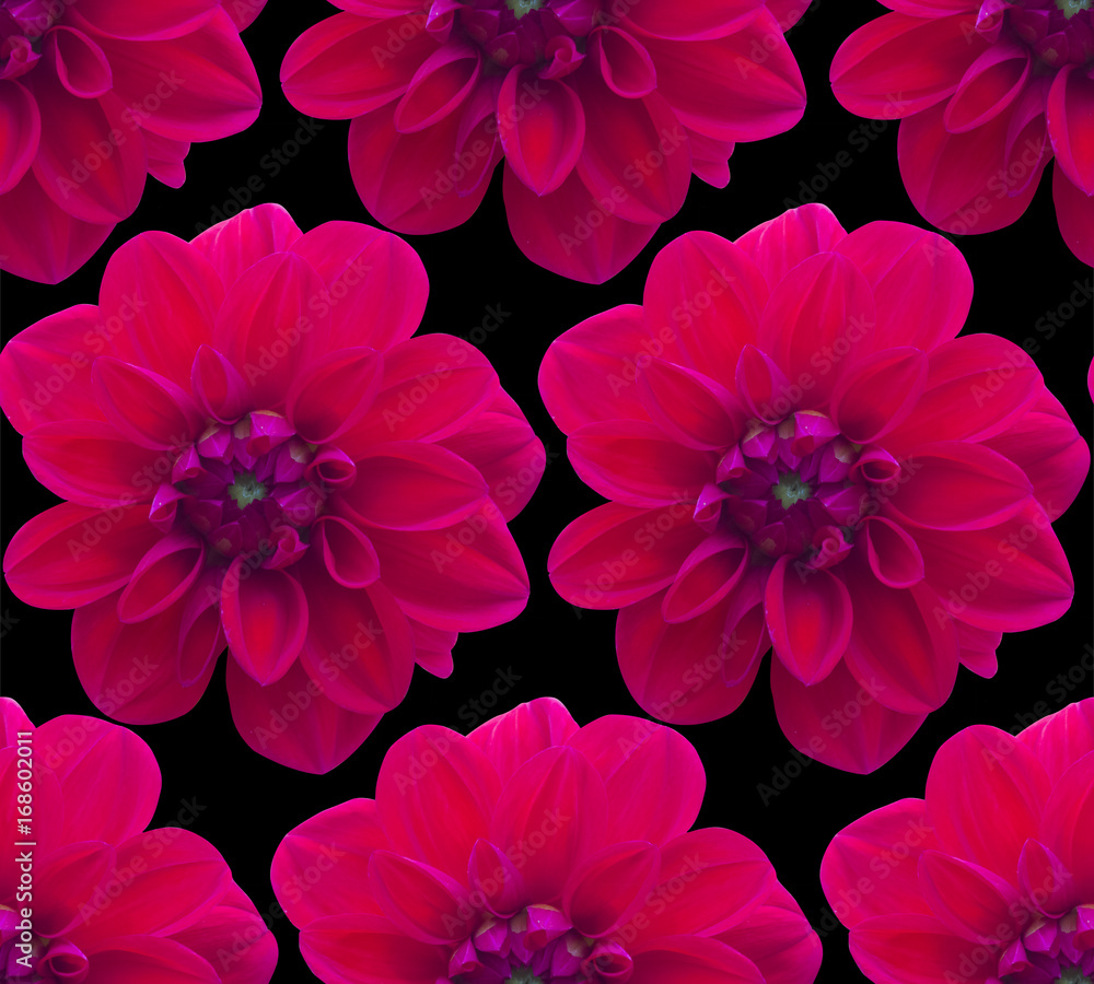 Dahlia Red pattern seamless. Beautiful flower background Dahlia Red pattern seamless. Beautiful flower background