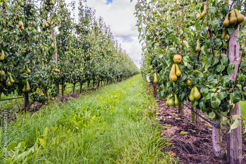 Ripening Conference pears in a modern Dutch orchard with espaliers