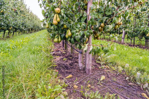 Ripening Conference pears in a modern Dutch orchard with espaliers
