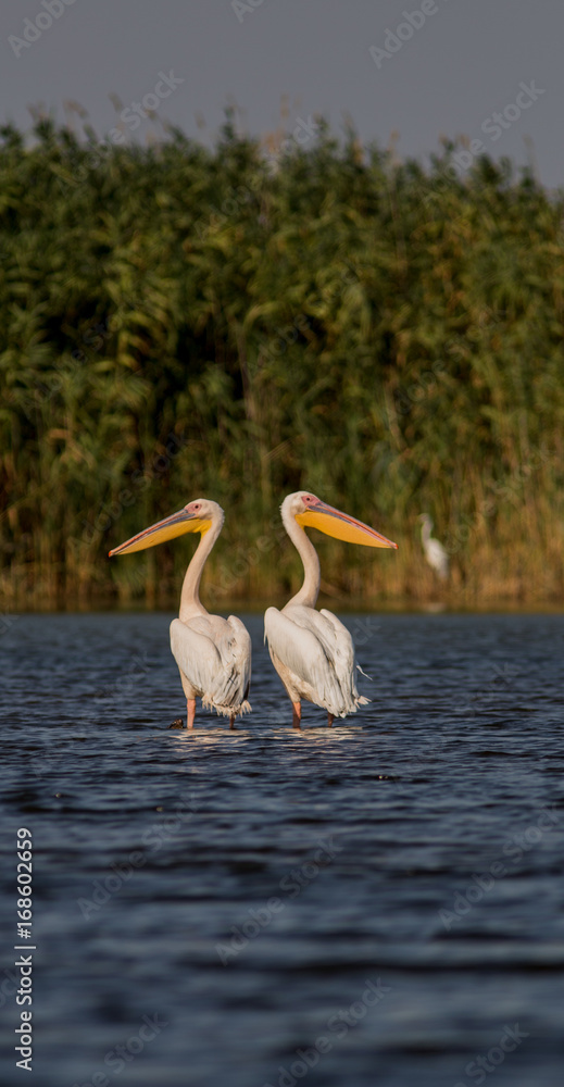 Two wild pelicans standing in water and watching in oposite locations 