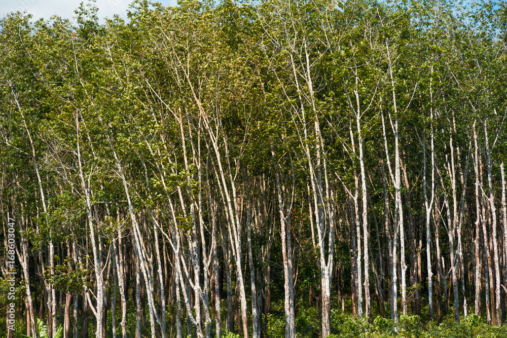 Fototapeta premium Forest