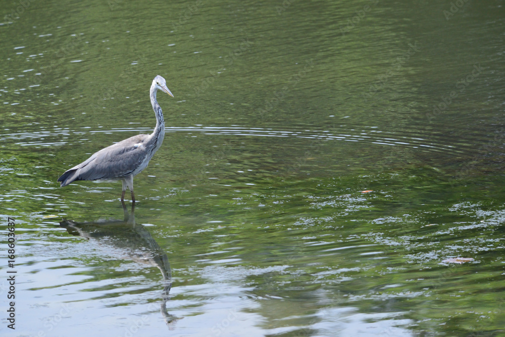 gray heron