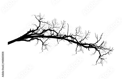 Dry dead Tree Branch vector