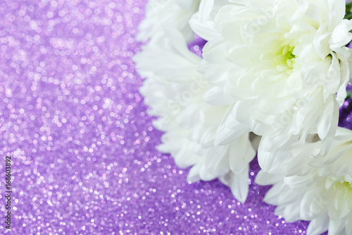 Purple shiny background and white chrysanthemums. Postcard. Space for text